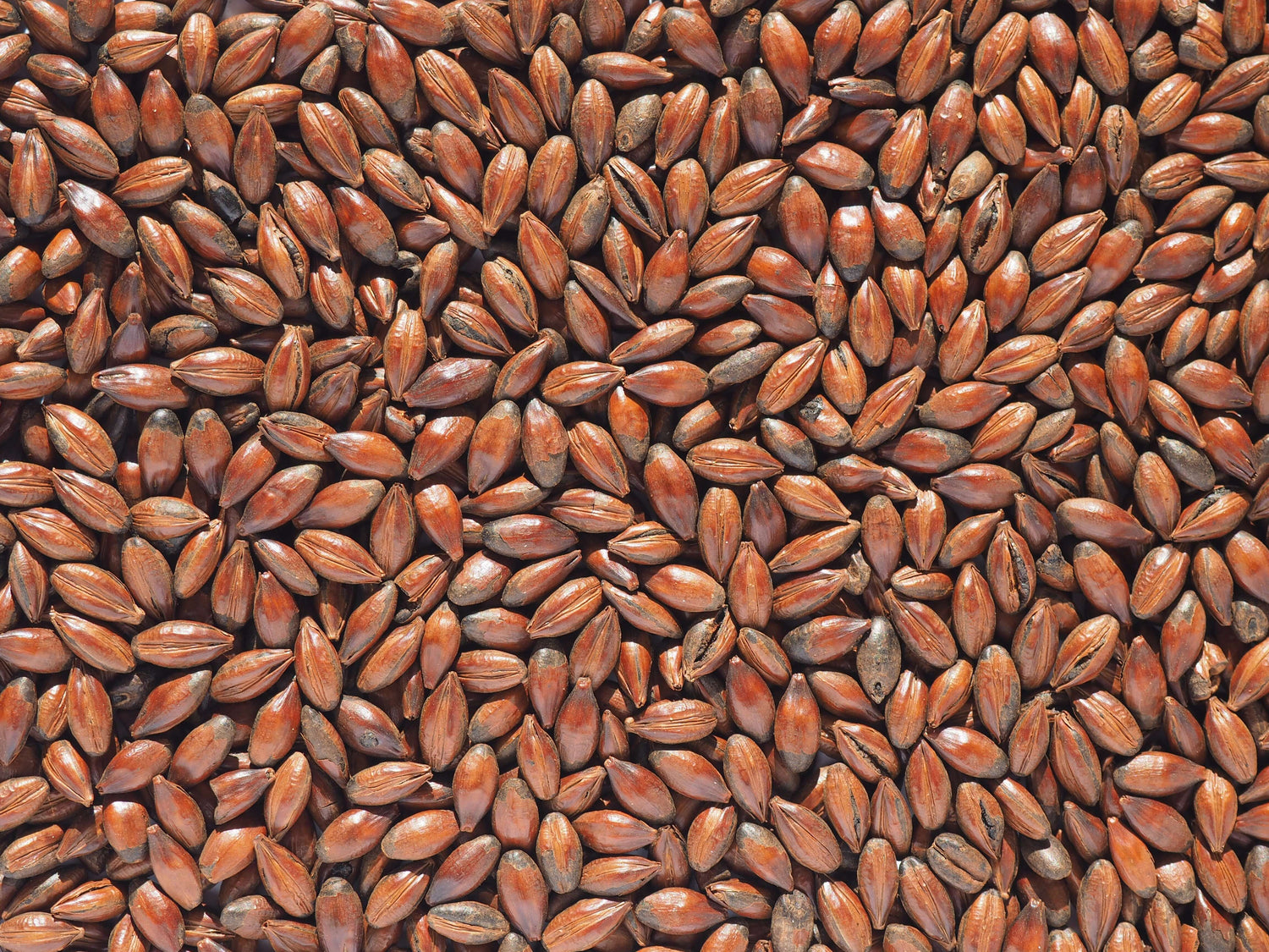 Roasted Malts