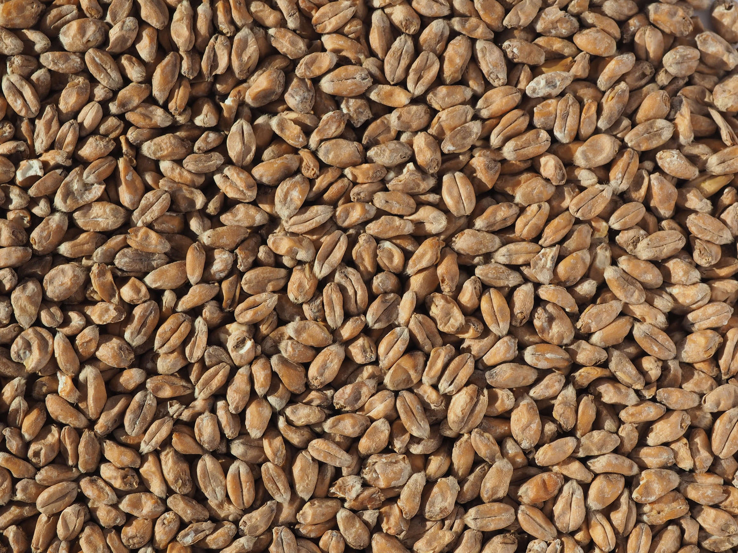 Speciality Malt