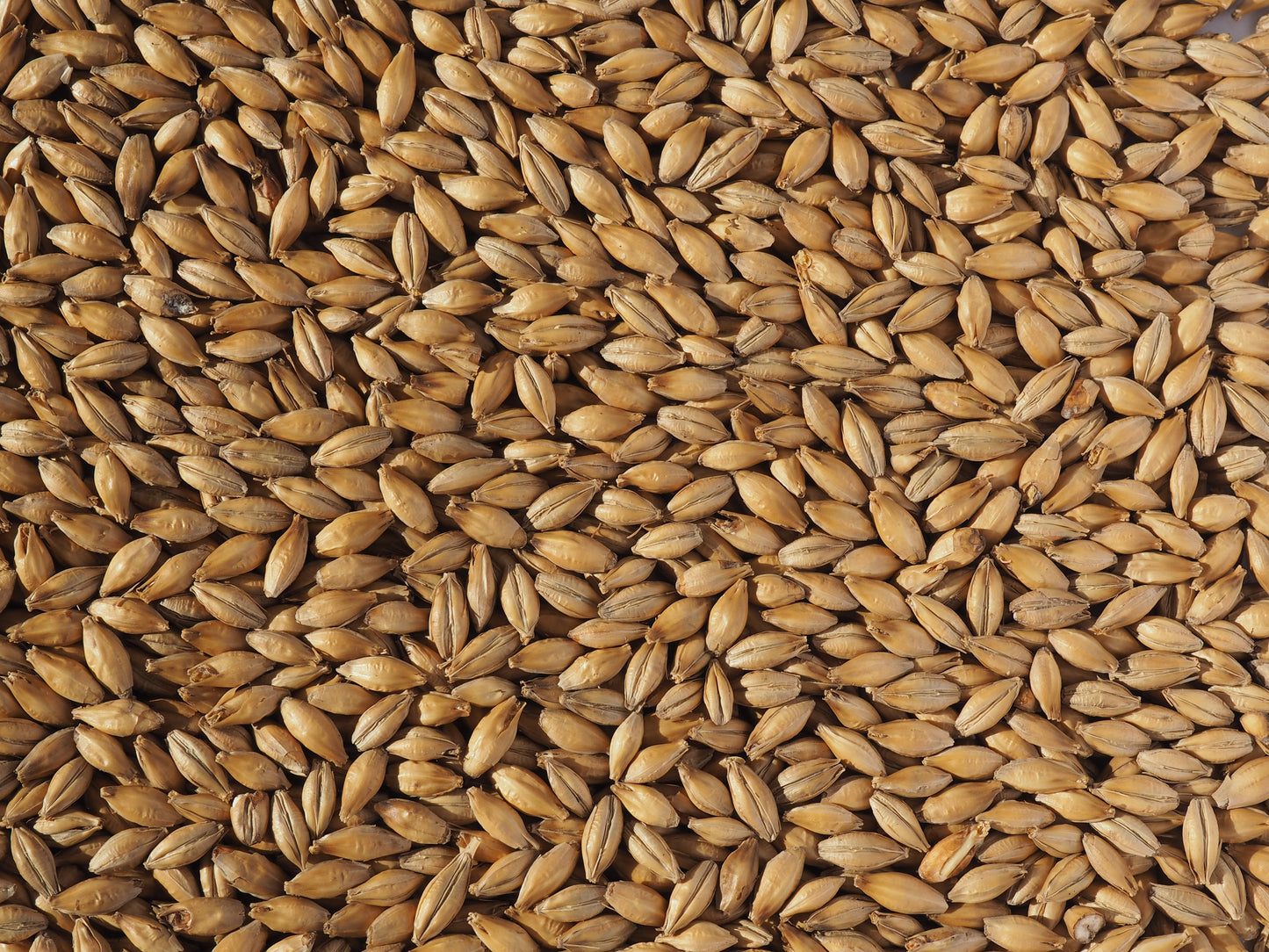 Grains / malts for brewing ale