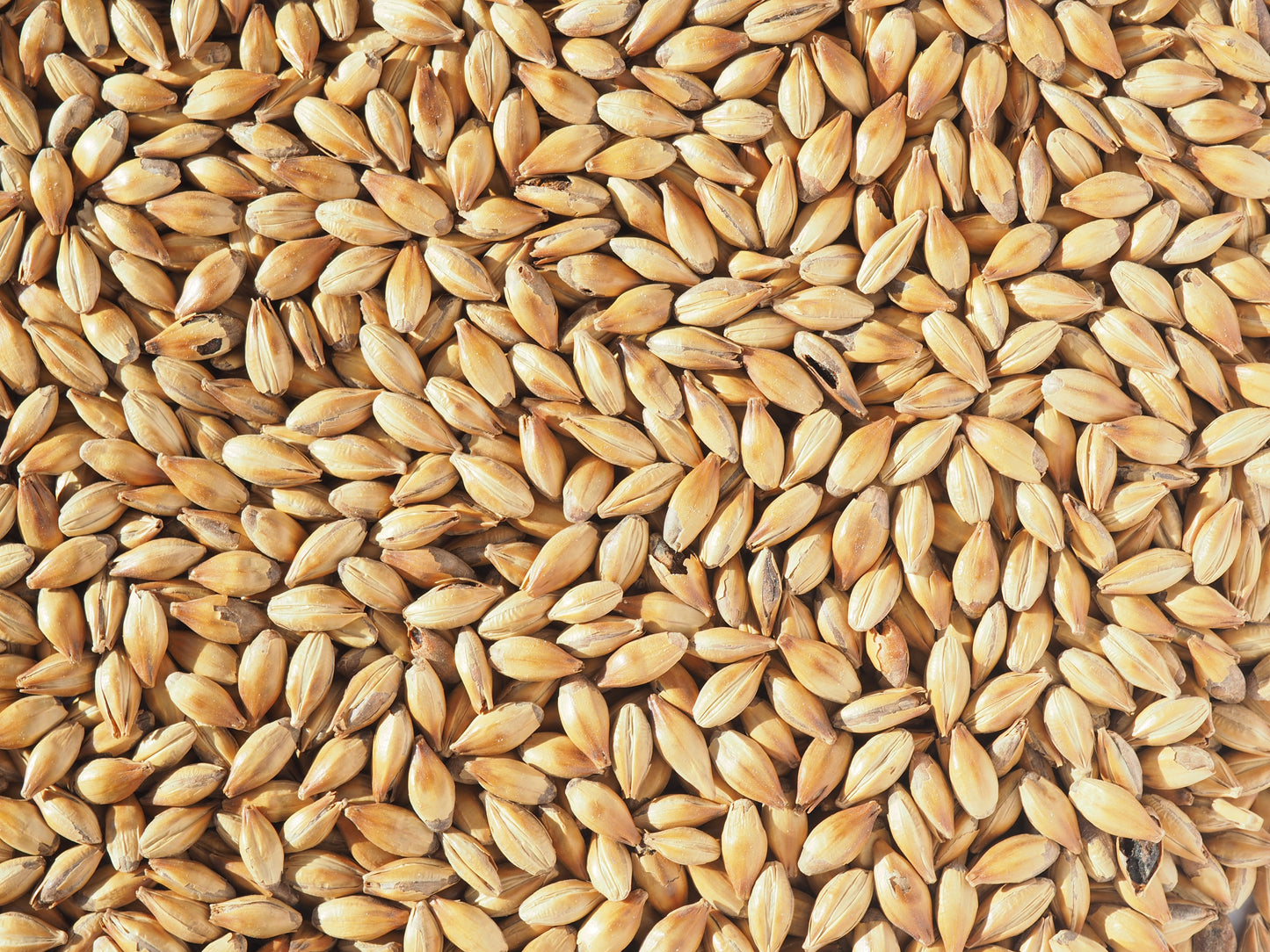 Crystal 150 malt grains