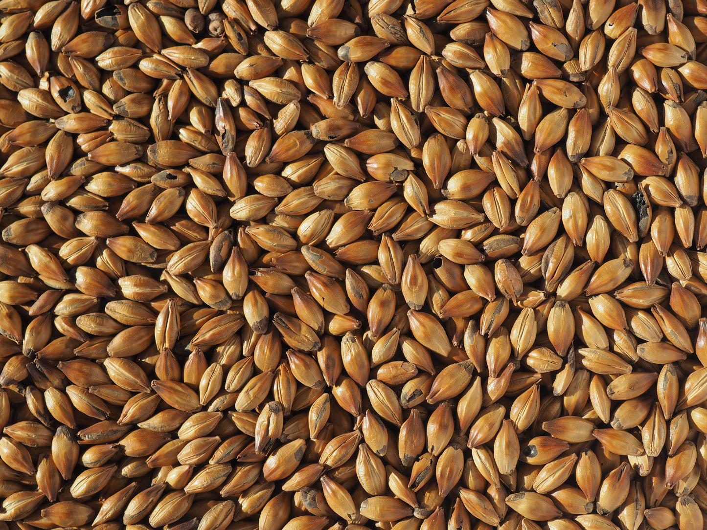Crystal 400 malt for beer brewing