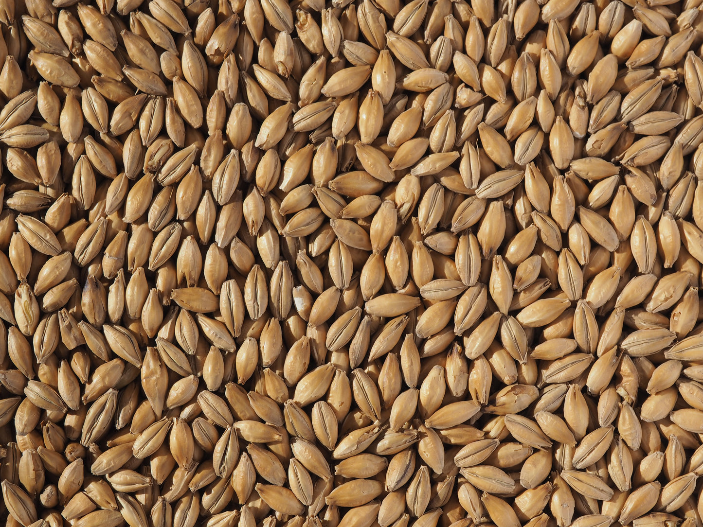 Larger malt grains