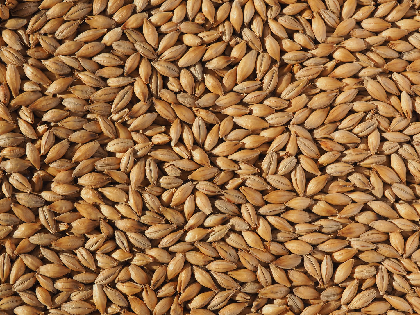 Maris Otter Malt grains for ale