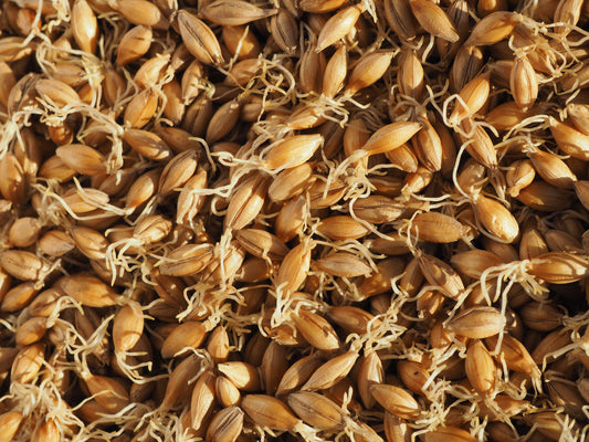 Maris Otter Malt Germination stage grains for ale