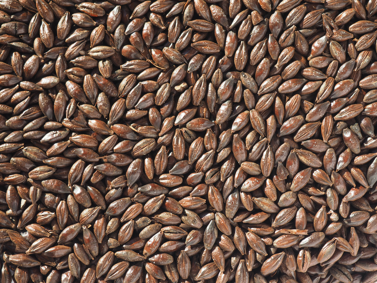 Roasted barley for brewing beer