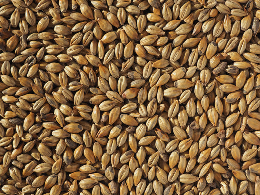 Amber Malt for beer brewing