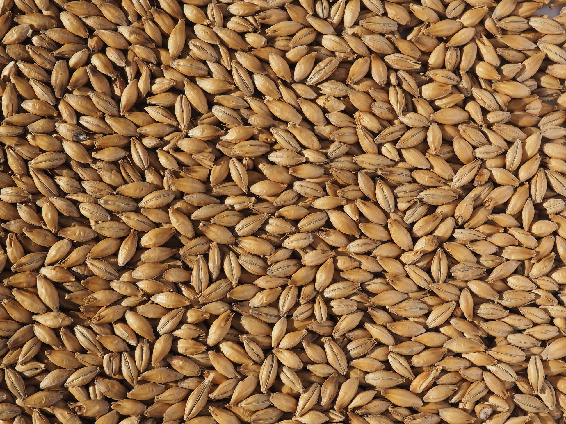 Grains / malts for brewing ale