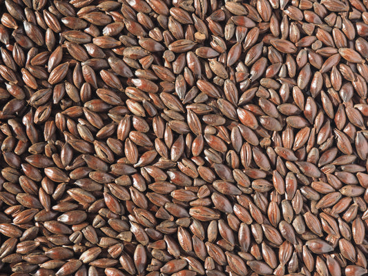 Black Malt for brewing beer