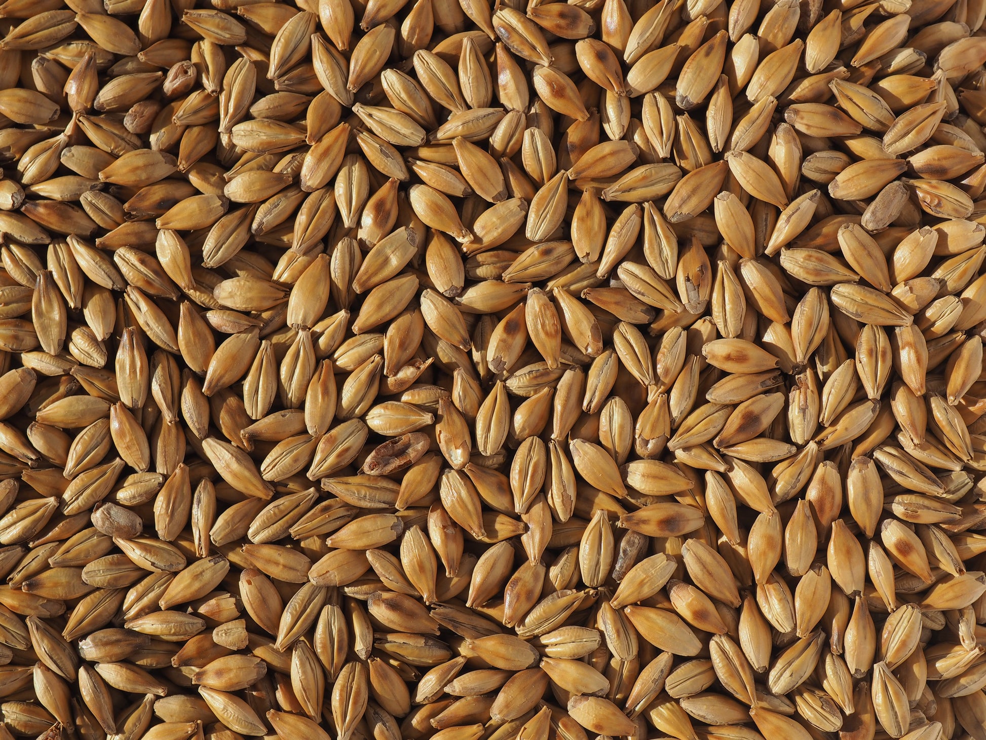 Cara malt for beer brewing