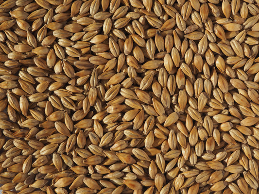 Cara Gold malt for beer brewing