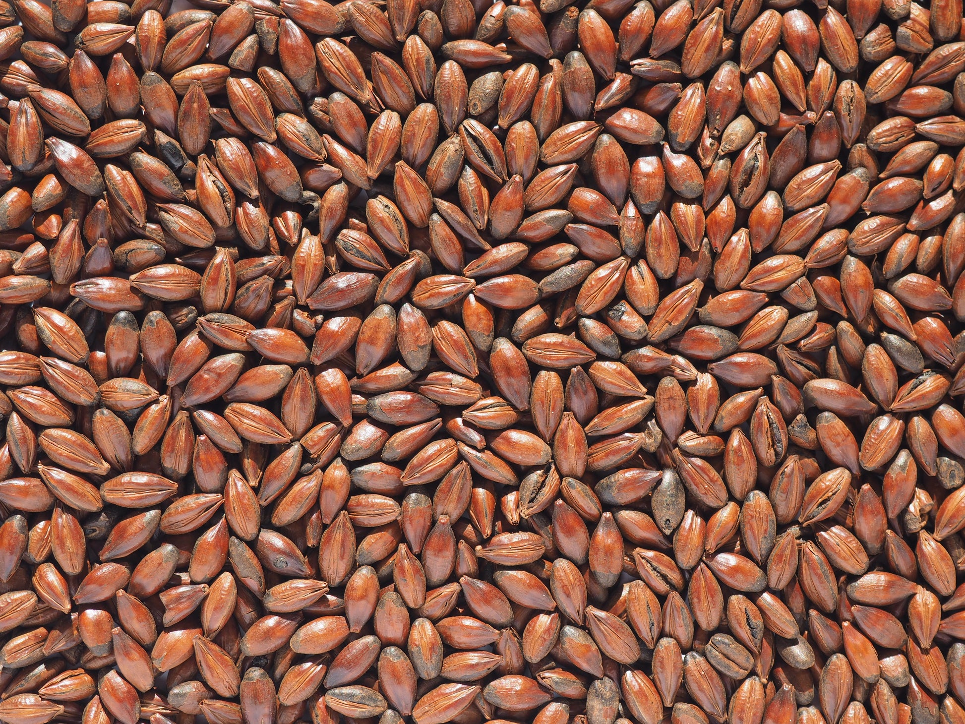 Chocolate Malts for Beer
