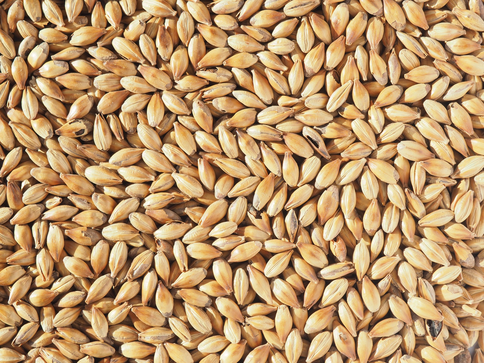 Crystal 150 malt grains