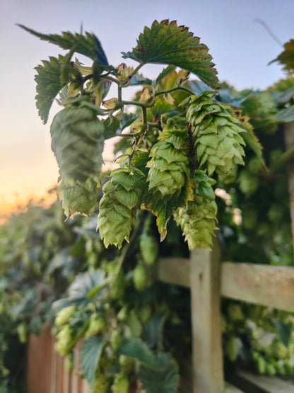 Hops on a bind with sunset in the background UK Challenger Whole Leaf Hops 100g