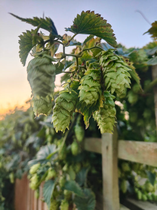 Hops on a bind against a fence with sunset in background. UK Fuggle Whole Leaf Hops 100g