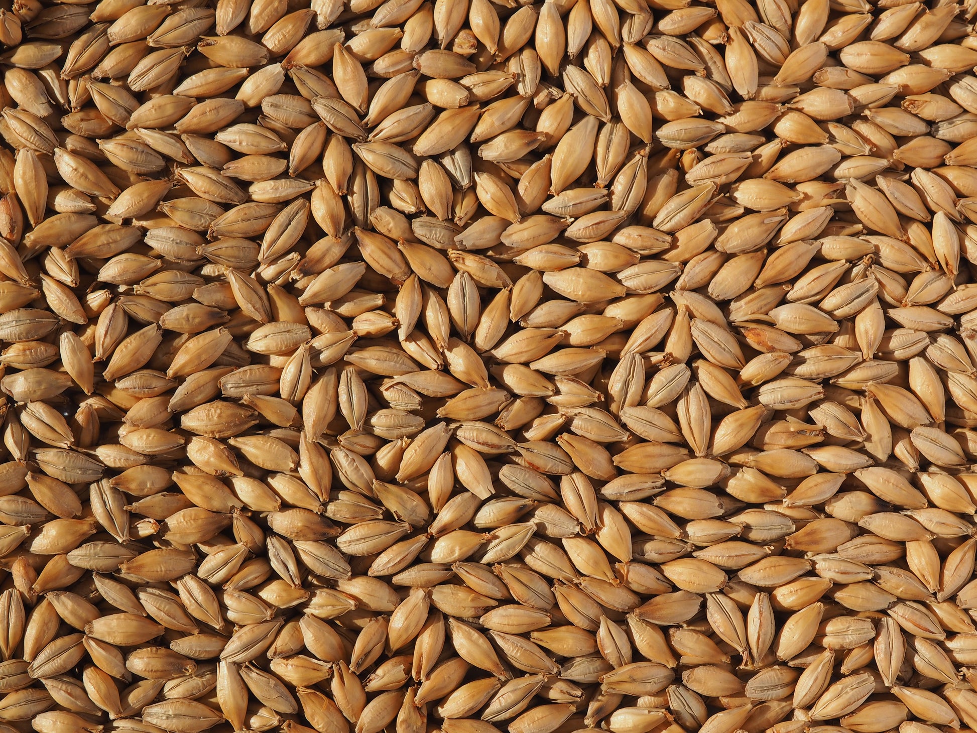 Maris Otter Malt grains for ale