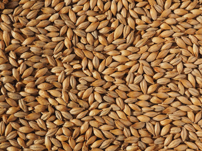 Maris Otter Malt grains for ale