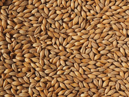 Maris Otter Malt grains for ale