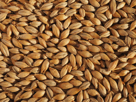 Maris Otter Malt grains for ale
