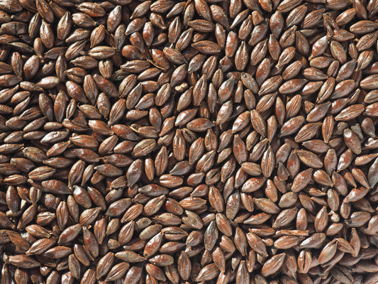 Roasted barley for brewing beer