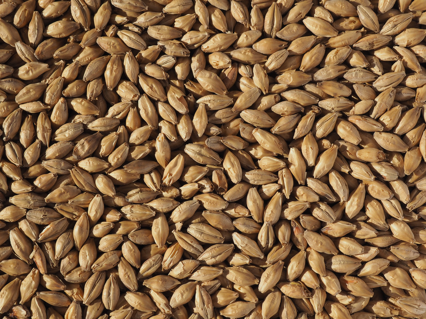 Vienna malt for beer brewing