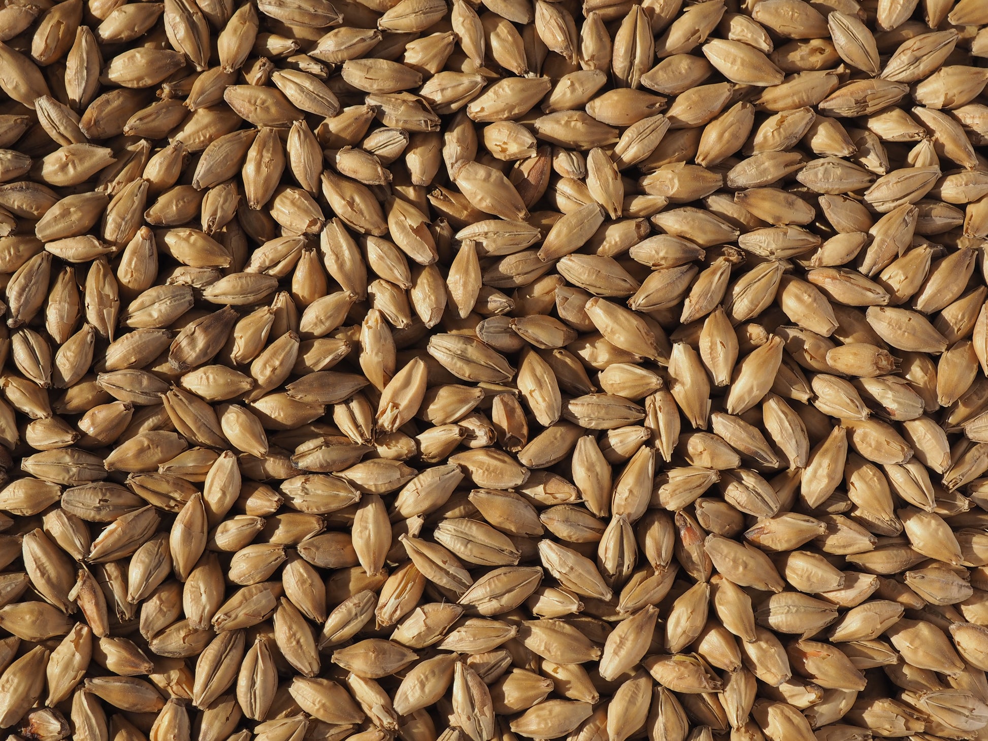 Vienna malt for beer brewing