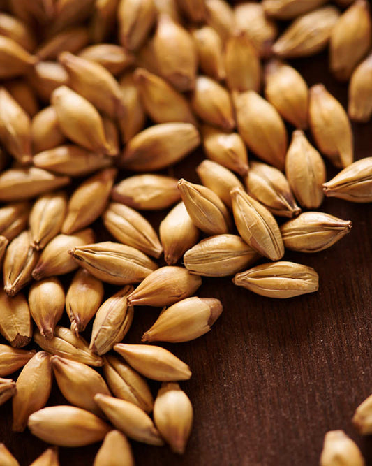 Weyermann CARARED Caramel Malt Whole Grain - close-up of quality German brewing barley.