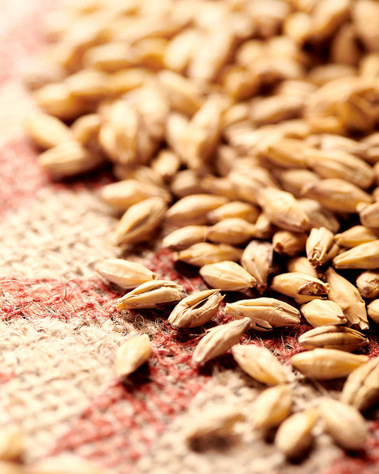 Weyermann Pilsner Malts Grains for beer