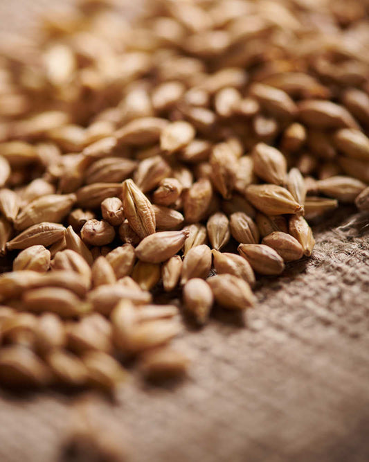 Weyermann Sauermalz Malts Grains for Beer