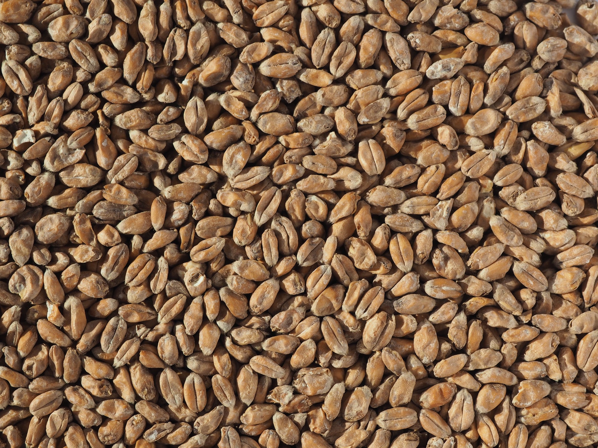 Wheat for brewing beer at home