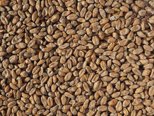Wheat for brewing beer at home
